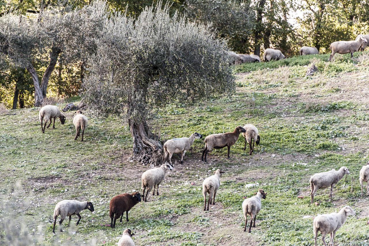 Tenuta San Felice Giano dell'Umbria